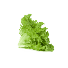 Load image into Gallery viewer, Green Lettuce
